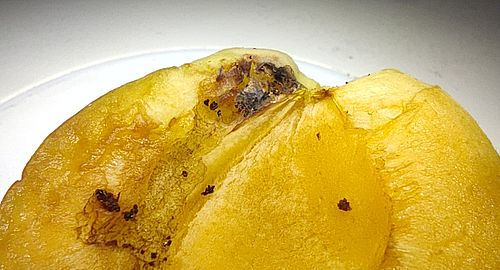 Фото: пресс-служба ФГБУ «ЦОК АПК»